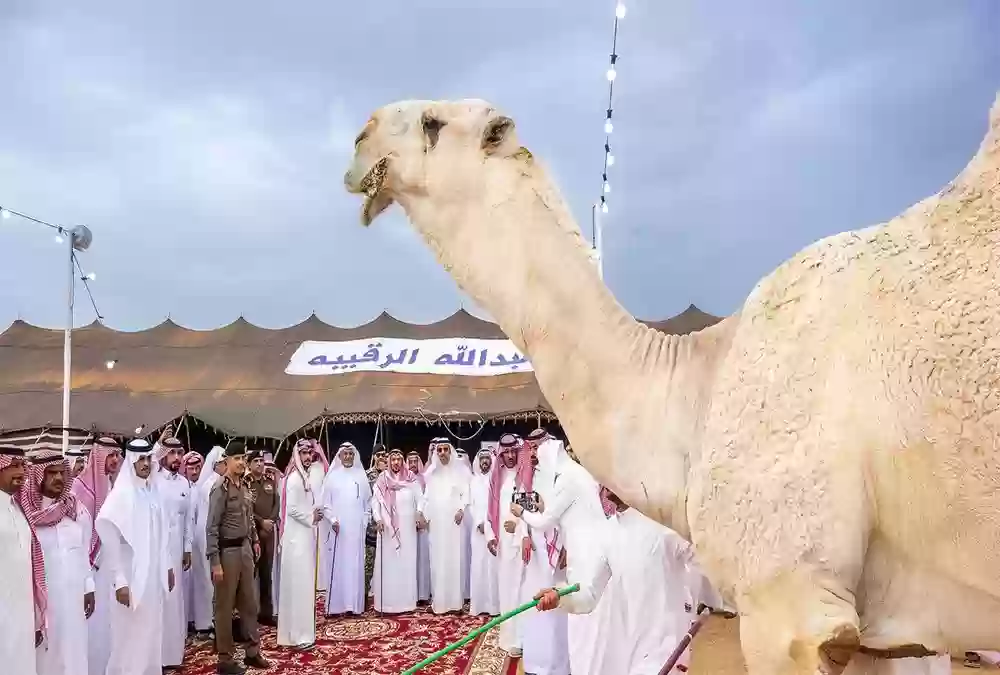 مهرجان العقيلات لمزاد الإبل في مدينة بريدة بالسعودية