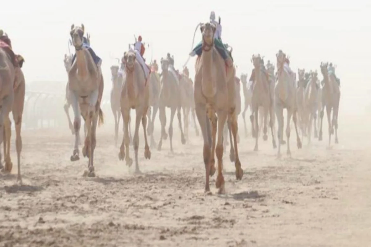 جانب من سباق المفاريد في عدة مدن سعودية